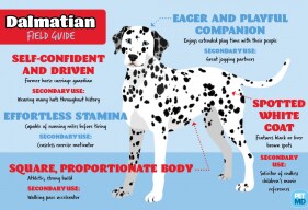 Dalmatian Field Guide