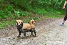 Trail Etiquette and Safety Tips for Hiking With Your Dog
