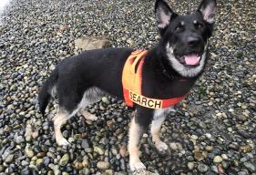 Search and Rescue Dog Tino Finds Missing Dog Stuck in Mud