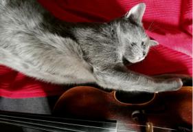 Violinist Hosts Concert for Kittens for Charity