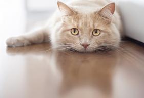 Does Your Cat Have Whisker Stress?