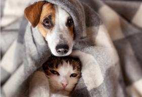 Are Anxiety Blankets Safe for Pets?