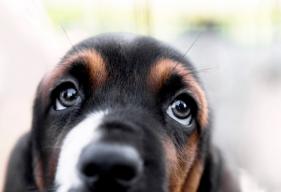 5 Types of Dog Eye Discharge (and What They Mean)