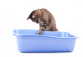 Seven Litter Box Habits of Highly Effective Cat Owners