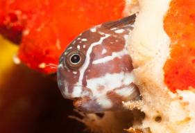 Saltwater Aquarium Fish: A Look at the Molly Miller Blenny