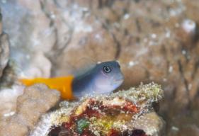 Choosing and Caring for a Blenny Fish