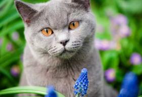Keeping Your Pet Safe from the Poisonous Plants of Spring