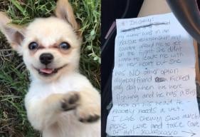 Puppy Left at Airport With Heartbreaking Note After Woman Flees Domestic Abuse 	
