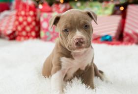 7 Safety Tips for Your Puppy’s First Christmas