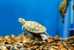 How to Pick the Right Turtle Tank Filter and Tank