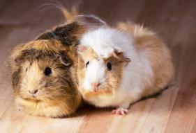Is Your Guinea Pig’s Diet Providing the Right Nutrients?