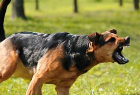 Aggression in Dogs Toward Familiar People