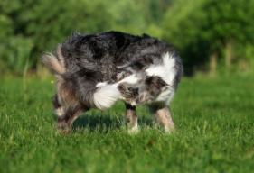 Why Do Dogs Chase Their Tails?