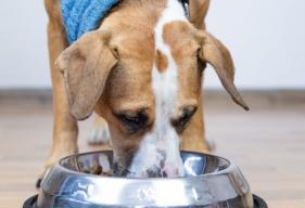 Is Grain-Free Dog Food Causing Heart Disease?