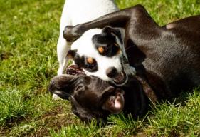 Dog Park Safety: 6 Tips for Pet Parents