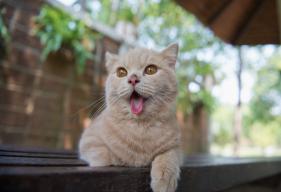 Excessive Production of Saliva in Cats