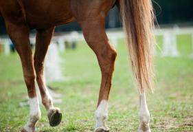 Equine Arthritis in Horses