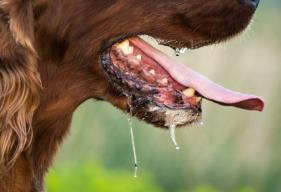 Excessive Production of Saliva in Dogs