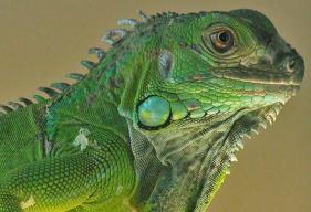 Green Iguana - Iguana iguana