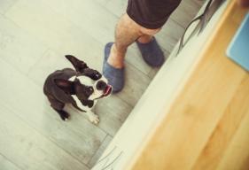 3 Dog Behaviors You Can Accidentally “Untrain”