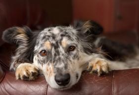 Low Platelet Count in Dogs