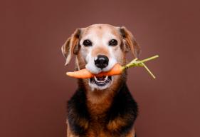 5 Disease-Fighting Foods for Your Dog