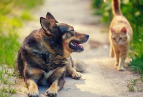 4 Heat-Related Risks in Pets You Should Watch Out For