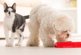 Do Pets Know When They Are Full?