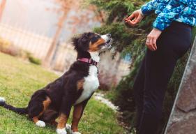 Obedience Training for Dogs: 4 Easy Cues to Master