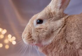 Electric Cord Bite Injury in Rabbits