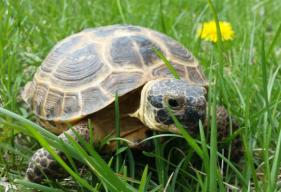 Russian Tortoise - Agrionemys horsfieldii
