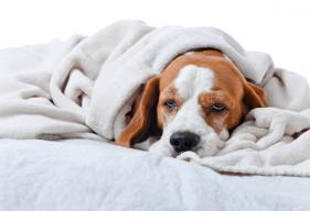 3 Remedies for Upset Stomach in Dogs