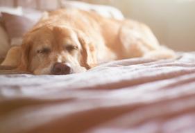 Are There Signs That a Dog is Dying From Cancer?