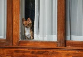 Does Saying Goodbye Help Prevent Dog Separation Anxiety?