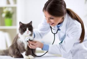 5 Signs You Should Get Your Cat’s Thyroid or Dog’s Thyroid Checked