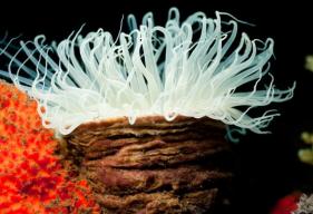 How to Care for Tube Anemones (Subclass Ceriantharia)