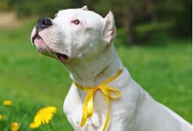 What Does a Yellow Ribbon on a Dog Mean?