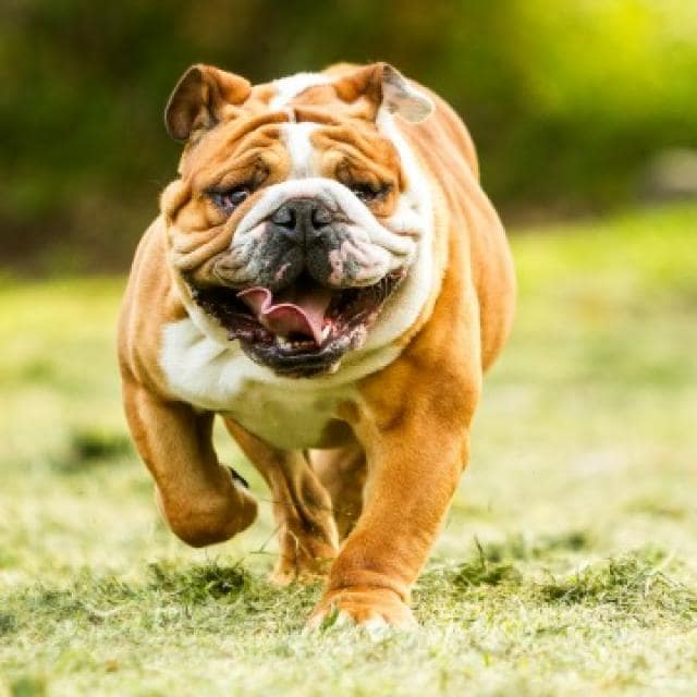 10 best dog breeds