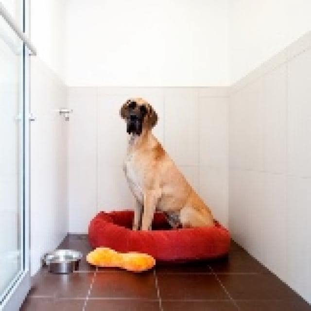 long term in home boarding for dogs