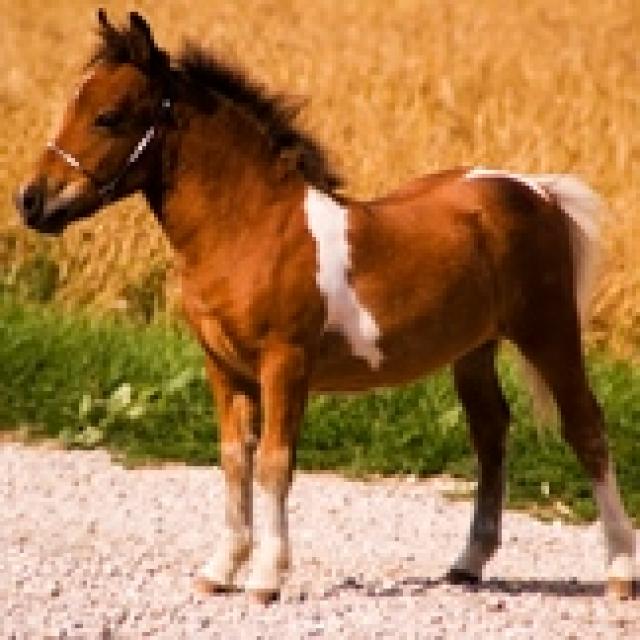 Small essay about horses image