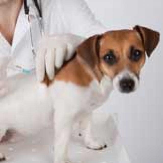 Canine Vaccination Series Part 3 Lepto Vaccine PetMD