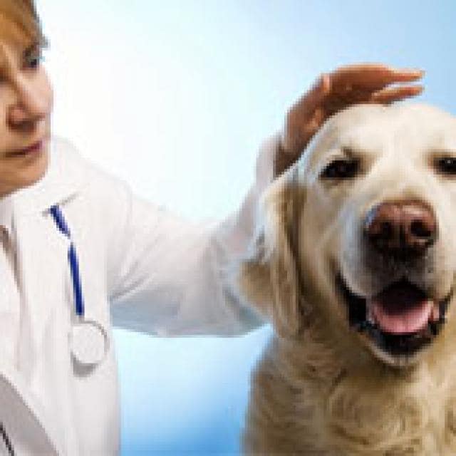 What Causes Pet Cancer? Cat, Dog Cancer Causes Lymphoma Daily Vet