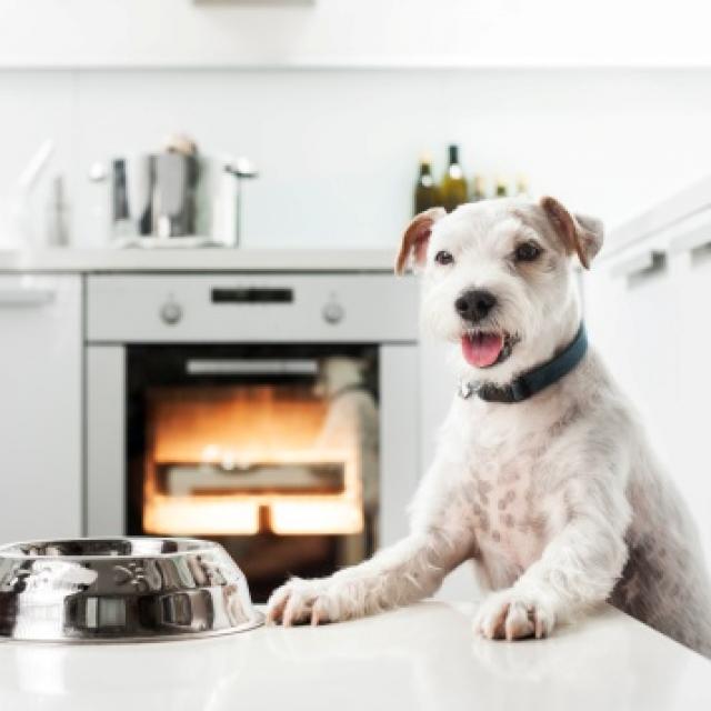 Balanced Homemade Meals for Dogs and Cats PetMD