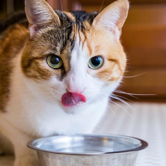 Using Diet to Treat and Prevent Bladder Stones in Cats