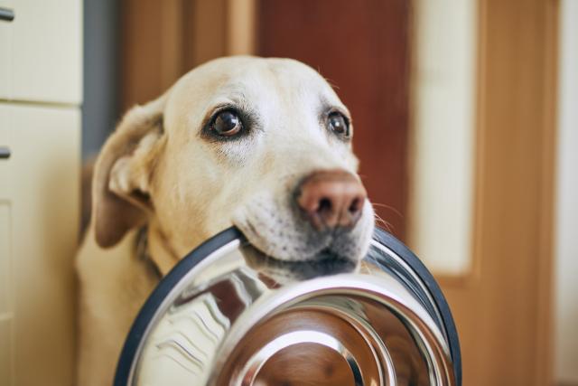 Is your pet hungry or does she just want more food? | PetMD