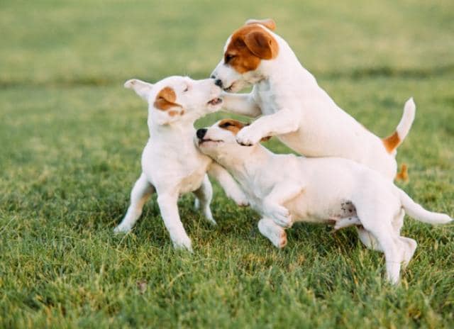 parvo in 1 year old dog