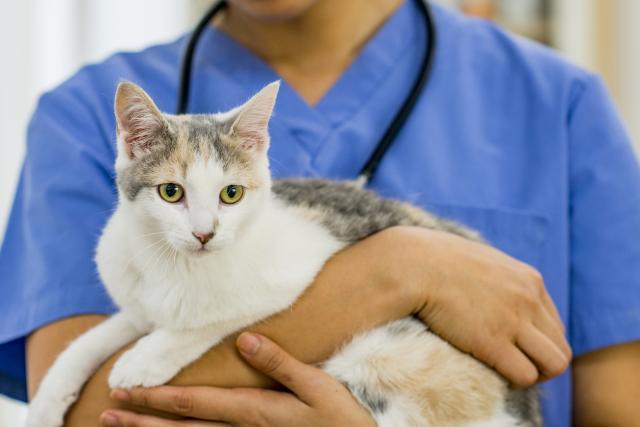 Canine Parvovirus Infections In Cats Petmd