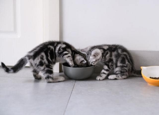 Complete Guide to Feeding Kittens | PetMD