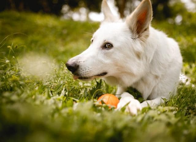 dog eczema natural treatment