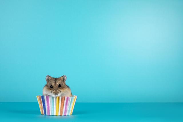 How Long Do Hamsters Live? | PetMD